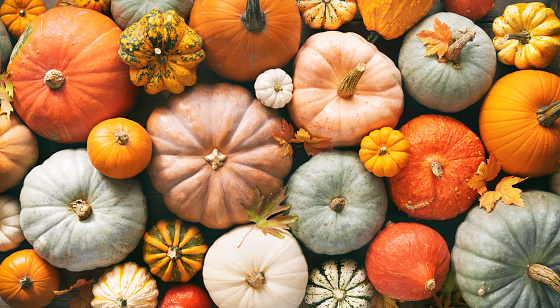 Picture of different coloured pumpkins